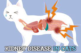 kidney disease in cats miami pet