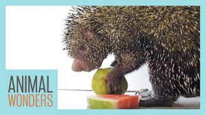 porcupine eats fruit you