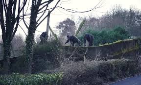 Image result for chimps escape from Belfast Zoo