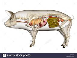 Pig Anatomy Organs Lungs Heart Stomach Skeleton Stock Photo