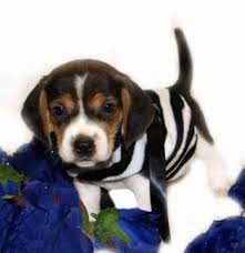 pocket beagle dog breed information and
