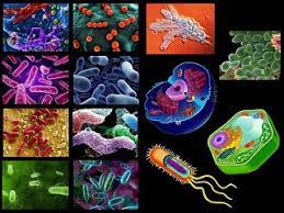 BIOLOGIA I: BLOQUE 3 "LA CÉLULA, UNIDAD DE LA VIDA"