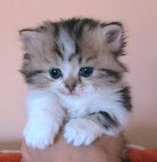 They are bred for lovable personalities, and munchkins come in all colors and in that case, munchkin kittens cattery offers a beautiful addition to your family. Persian Munchkin Cats Price