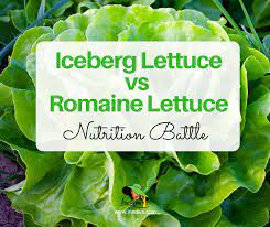 t tip iceberg lettuce vs romaine