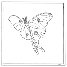 Insect groups (orders) coloring page. Moth Coloring Pages Kidsuki