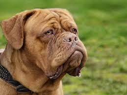The colossal mastiff belongs to a canine clan as ancient as civilization itself. Bordeaux Dogge Im Rasseportrait Zooroyal Magazin