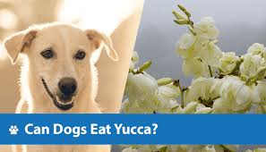 Can Dogs Eat Yucca Vet Approved Facts