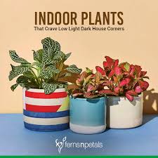 Indoor Plants That Crave Low Light