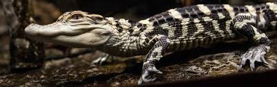 American Alligator - Georgia Aquarium