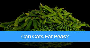 Yes, cats can eat strawberries in small amounts. Can Cats Eat Peas