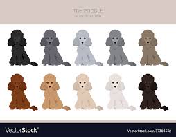 toy poodle clipart diffe poses coat