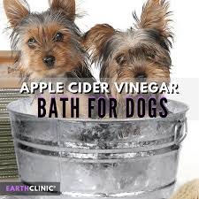 a dog an apple cider vinegar bath