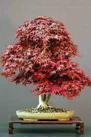 how to grow a anese maple bonsai