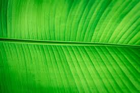 banana leaf background images free
