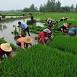 Rice planting in China