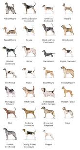 Akc Breeds By Group Hound Dogs 2 Of 7 Akc Dog Breeds