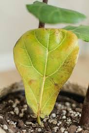 yellow fiddle leaf fig leaves