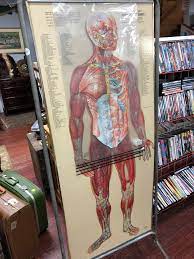 Introducing anatomy of the human body for. This Labeled Anatomical Chart With Overlays Showing Different Systems That I Found At A Thrift Store Mildlyinteresting
