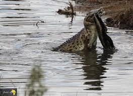 In Photos: Crocodile nabs a honey badger in South Africas Kruger Park |  Predator vs Prey | Earth Touch News