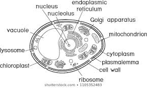 Cell Organelles Images Stock Photos Vectors Shutterstock