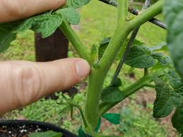 tomato pruning tips gardening in the