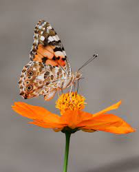 500+ Orange Butterfly Pictures [HD ...