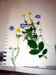 how to make book pressed flowers art