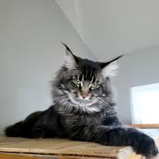 All waiting lists are full. Texas Giant Maine Coon Cats Pagina Inicial Facebook