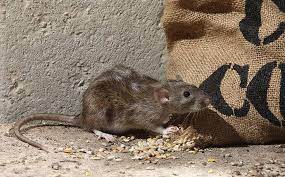 Protect Your San Antonio Home From Rodents