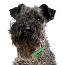 1 szuka és 2 kan. Kerry Blue Terrier Puppies For Sale Adoptapet Com