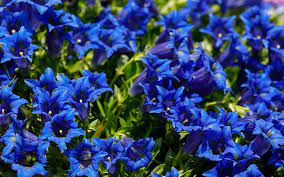 blue flowers for a cool garden border