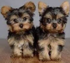 Check spelling or type a new query. Yorkie Puppies For Sale Posts Facebook