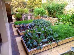 own organic kitchen garden