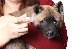 4 best eye drops for dogs how to pick