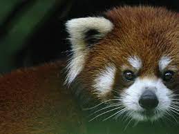 Panda information red panda images animals for kids cute animals animal species in the tree cute creatures mammals habitats. Red Panda Species Wwf