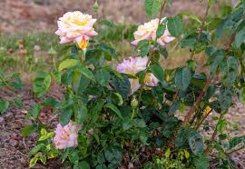 peace rose plant care growing guide