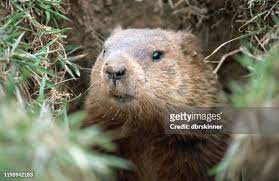 High Definition Groundhog Day Wallpaper High Quality Images gambar png
