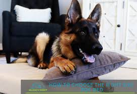How To Choose The Right Size Dog Bed Buddyrest Com