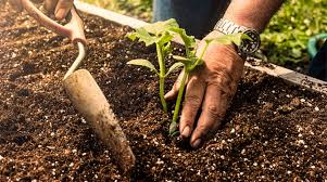 How To Prepare Soil For Planting Tips