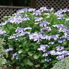 Coastal Gardening Shade Loving Plants