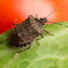 stink bugs in my house