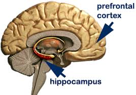 Image result for hippocampus