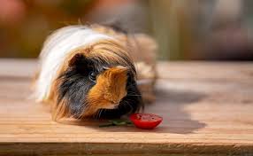 can guinea pigs eat cherry tomatoes
