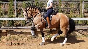 There are very few azteca a's available! Medium Level Iberian Horses Pre Horses For Sale