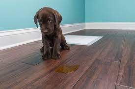 how do i remove dried dog urine stains