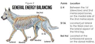 Canine Acupressure Chart General Balancing Points Animal