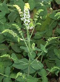 Mentha niliaca Egyptian Mint