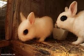 .des intalnit in aceasta perioada: Imagini Pentru Iepuri Hamster Animals Rabbit