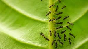 how to get rid of ants repel these