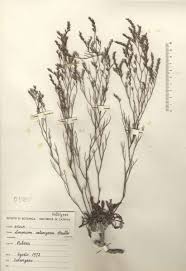 Limonium catanzaroi Brullo - Portale della Flora d'Italia / Portal to the ...